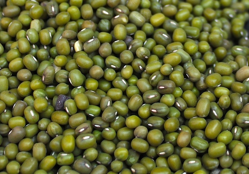 Phaseolus mungo